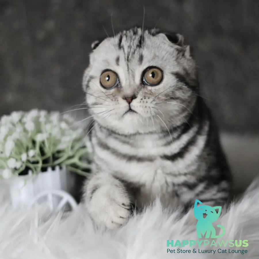 Britni Scottish Fold female black silver tabby - live animals
