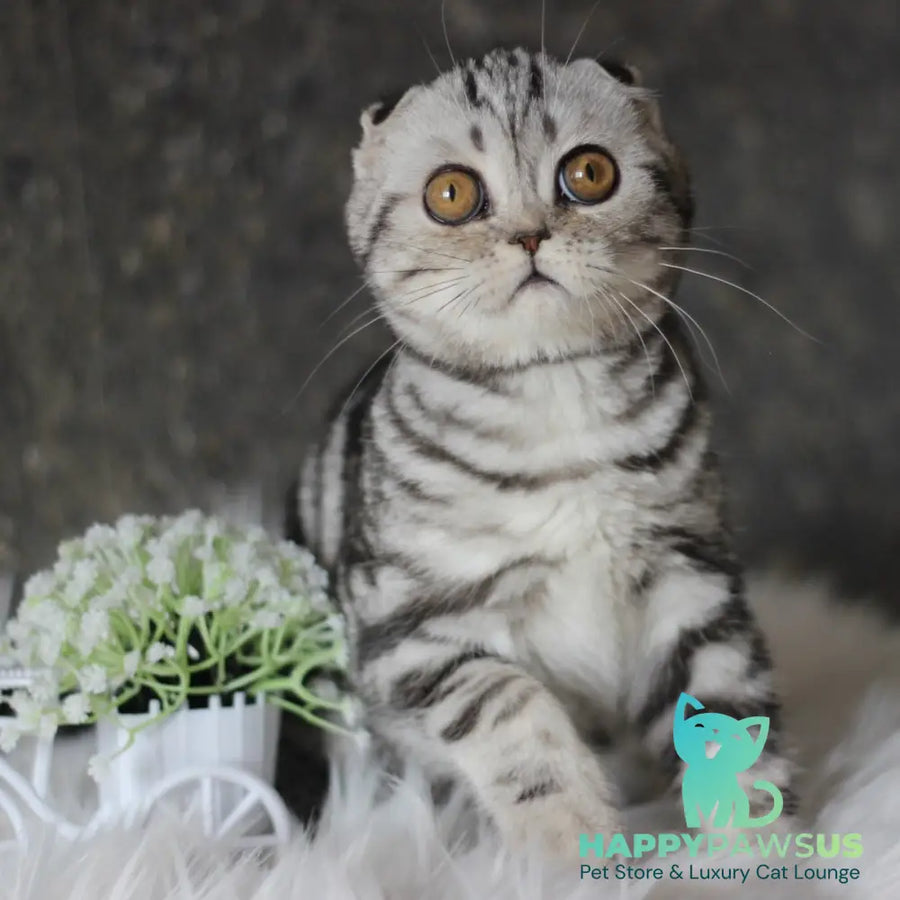 Britni Scottish Fold female black silver tabby - live animals