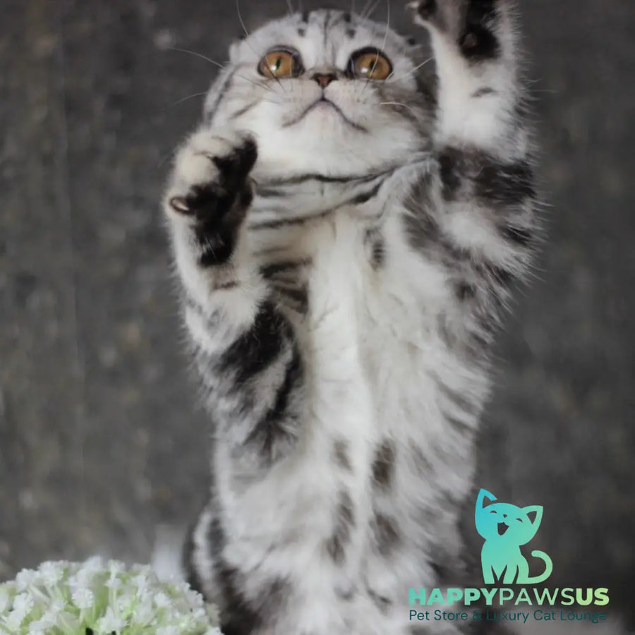 Britni Scottish Fold female black silver tabby - live animals