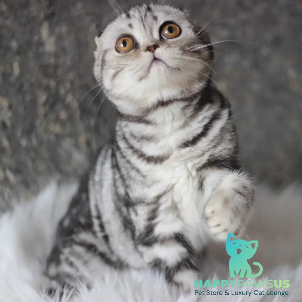 Britni Scottish Fold female black silver tabby - live animals