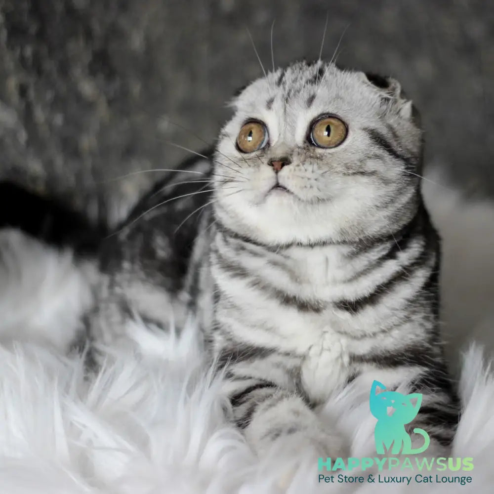 Britni Scottish Fold female black silver tabby - live animals