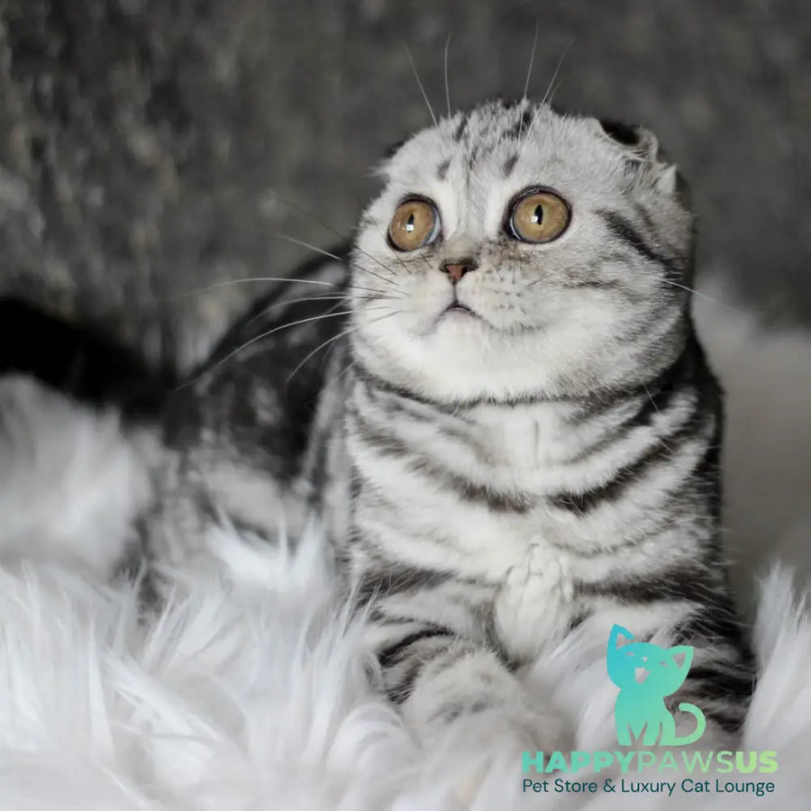 Britni Scottish Fold female black silver tabby - live animals