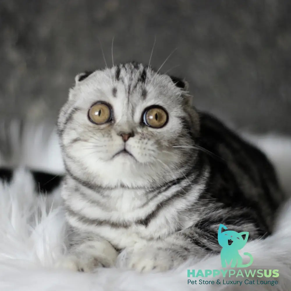 Britni Scottish Fold female black silver tabby - live animals
