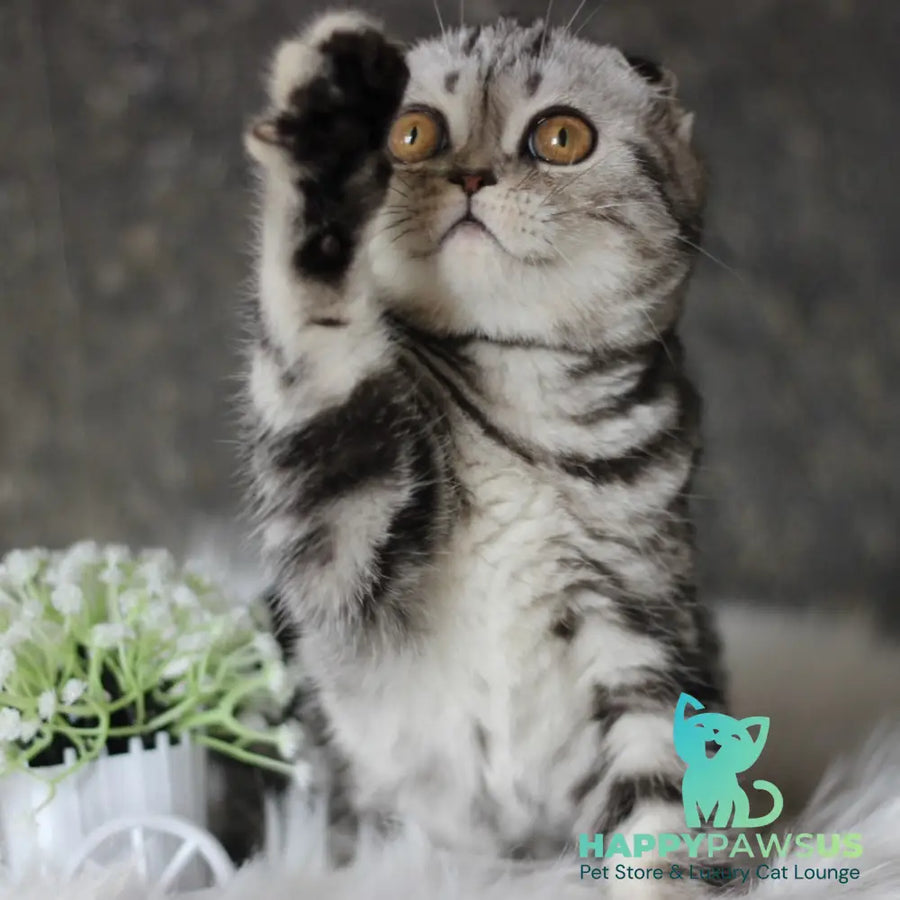 Britni Scottish Fold female black silver tabby - live animals