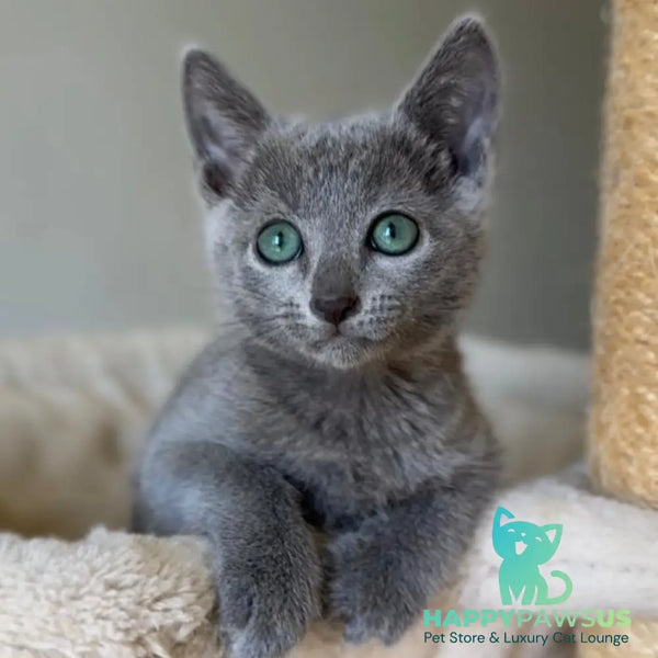 Brittany Russian Blue female blue - live animals