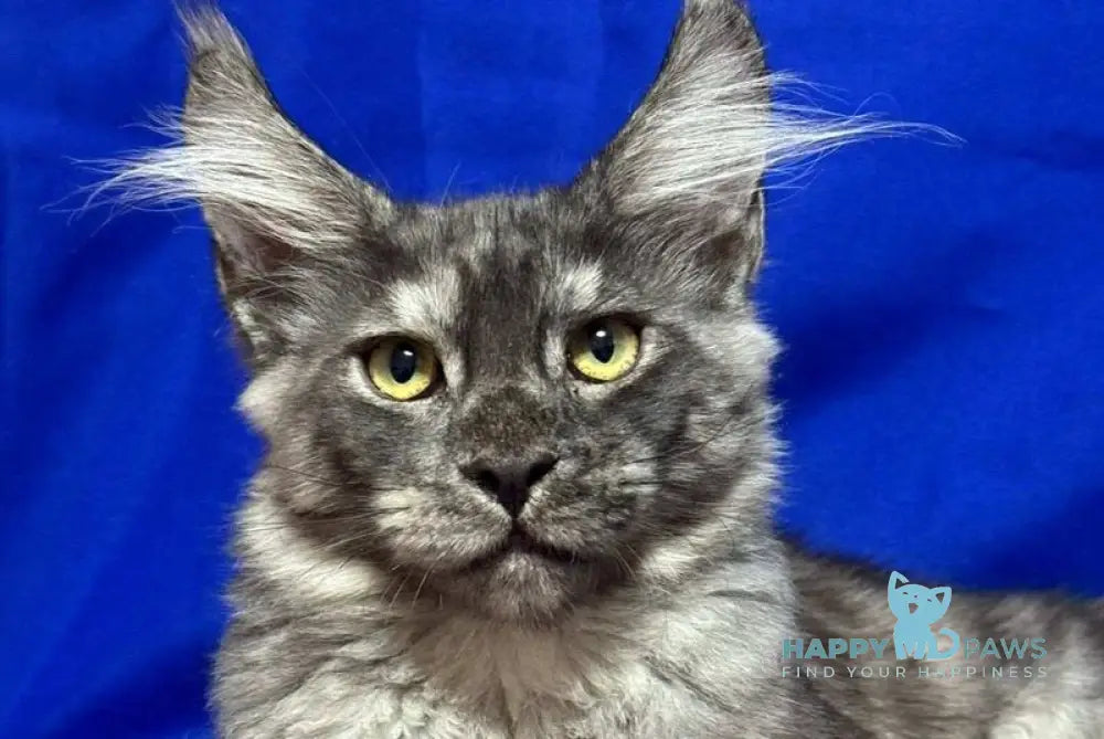 Briz Maine Coon male black silver live animals