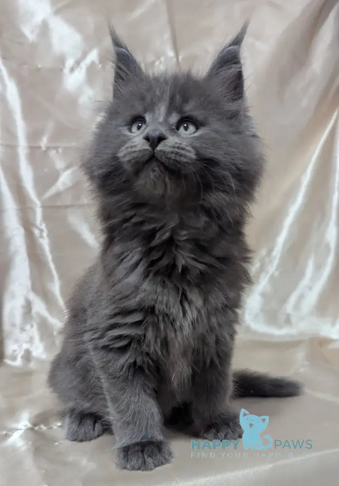 Brook Maine Coon male blue smoke live animals