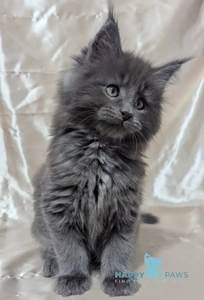 Brook Maine Coon male blue smoke live animals