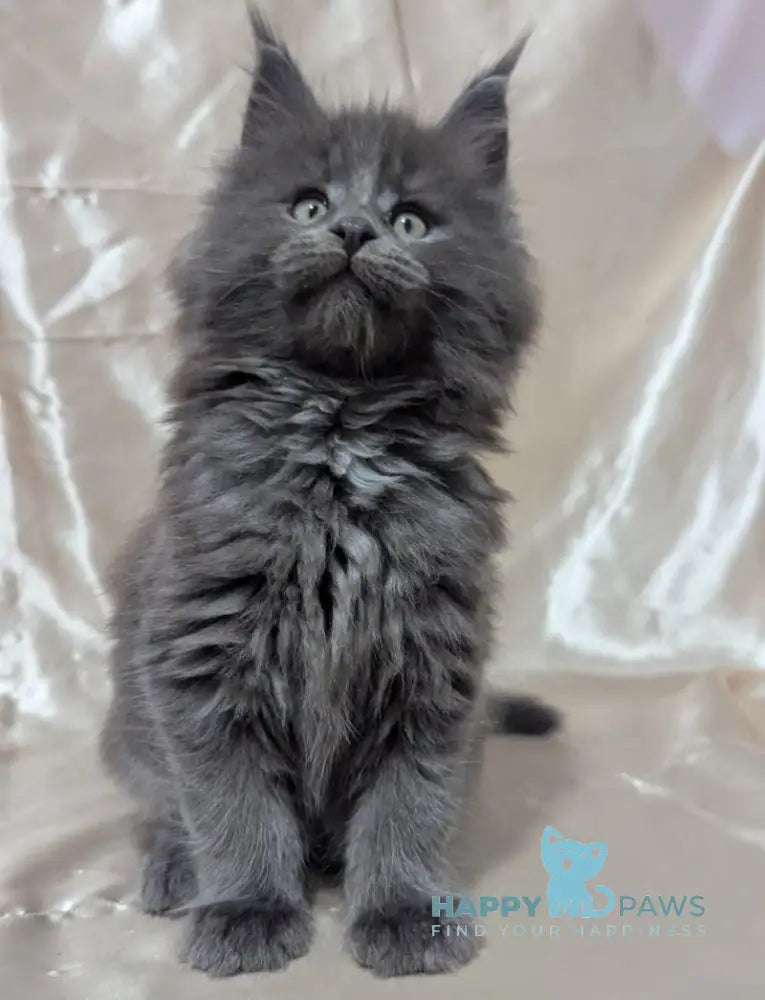 Brook Maine Coon male blue smoke live animals