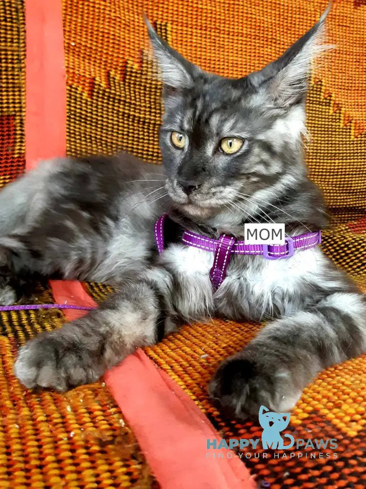Brook Maine Coon male blue smoke live animals