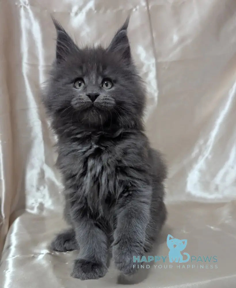 Brook Maine Coon male blue smoke live animals