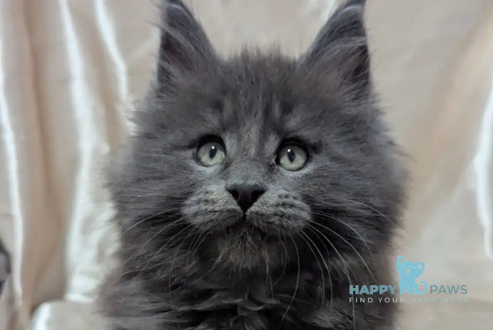Brook Maine Coon male blue smoke live animals