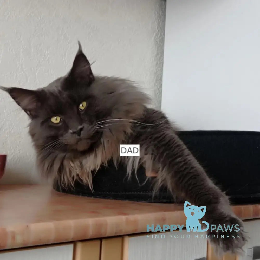 Brook Maine Coon male blue smoke live animals