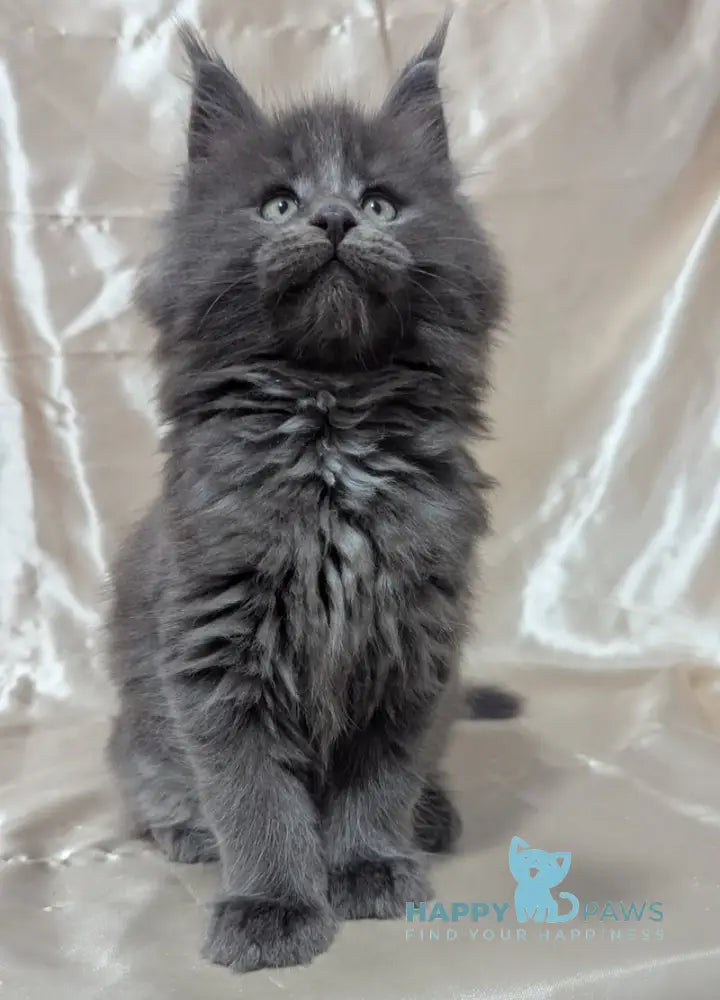 Brook Maine Coon male blue smoke live animals