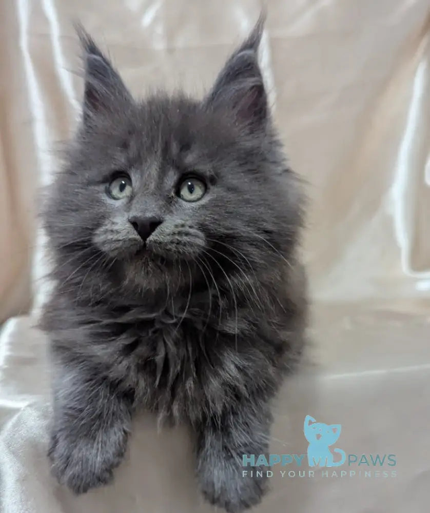 Brook Maine Coon male blue smoke live animals