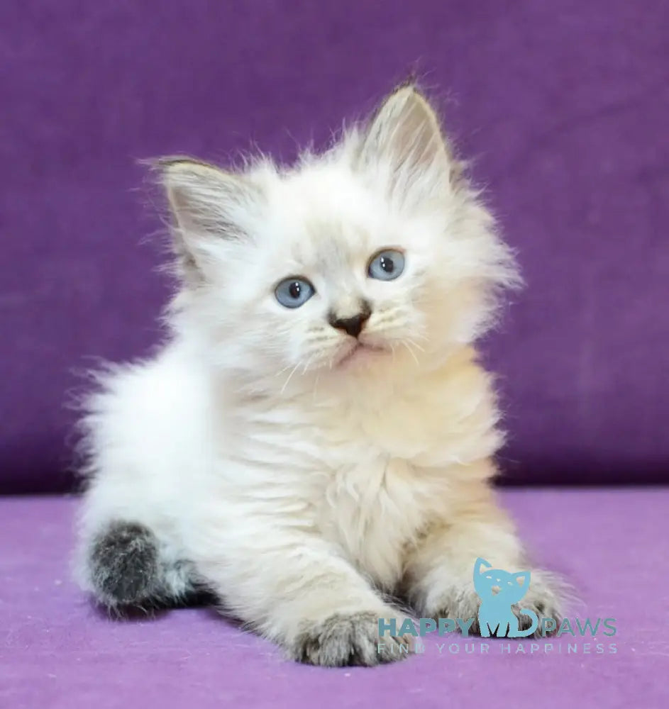 Brook Siberian male seal tabby pointed live animals