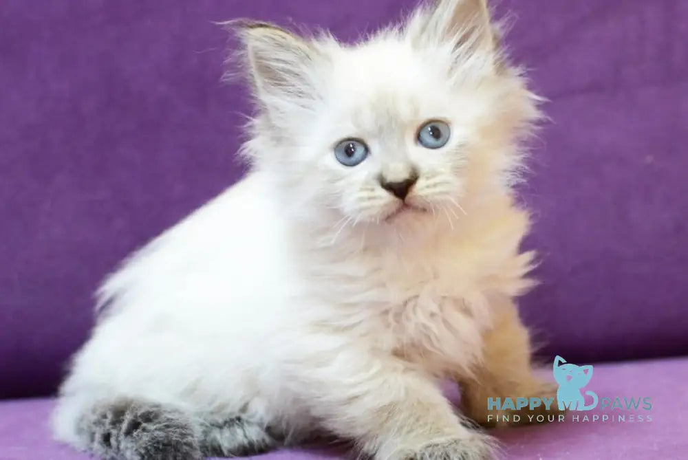 Brook Siberian male seal tabby pointed live animals