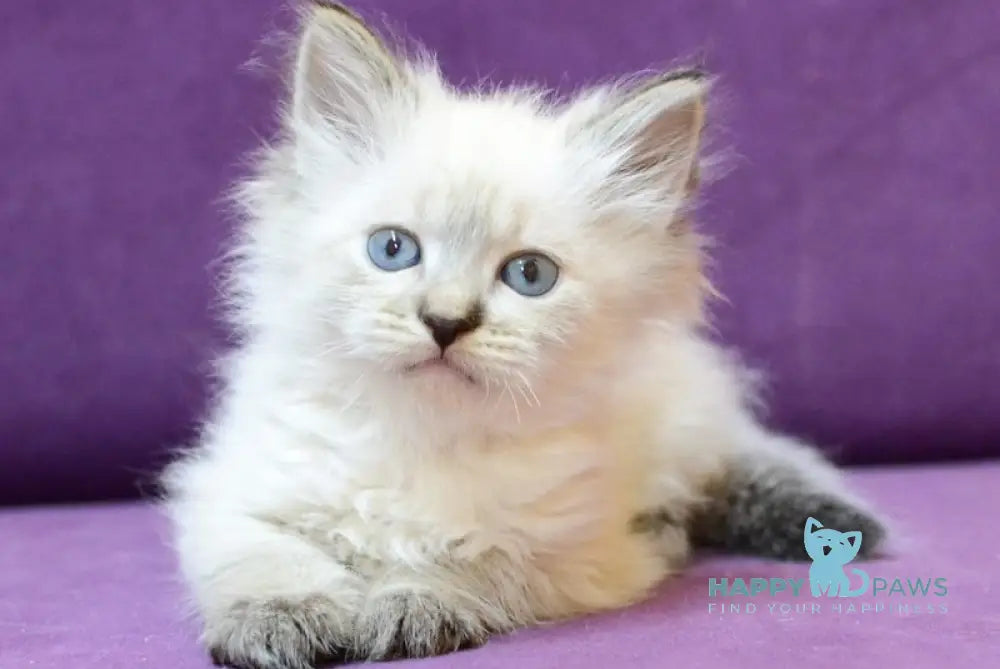 Brook Siberian male seal tabby pointed live animals