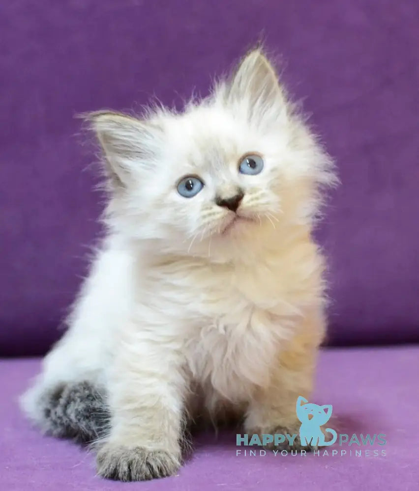 Brook Siberian male seal tabby pointed live animals
