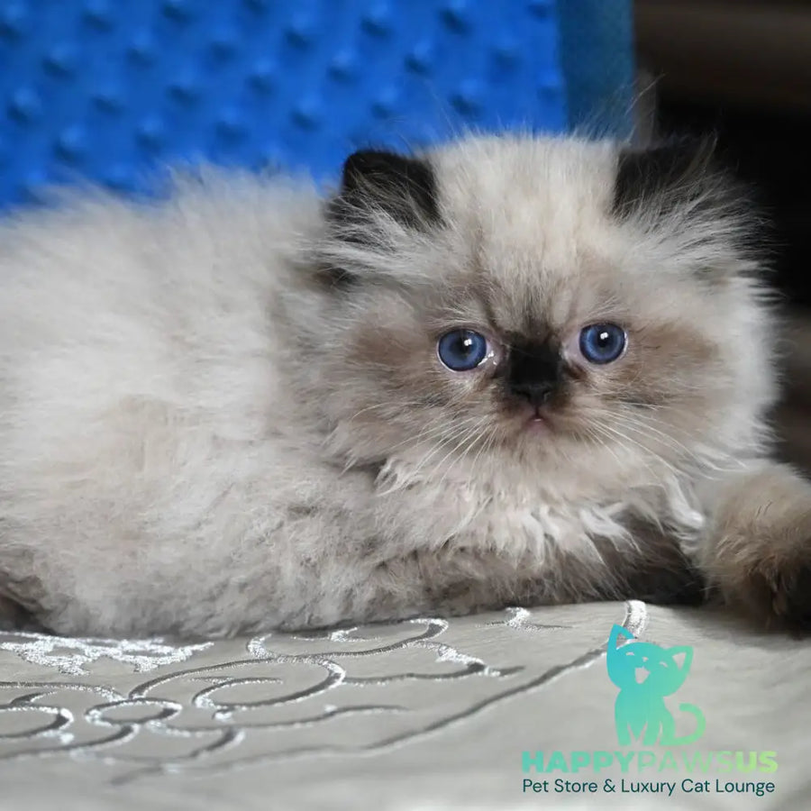 Brooklyn Persian male black pointed - live animals