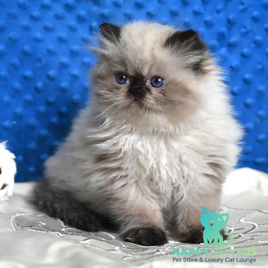 Brooklyn Persian male black pointed - live animals
