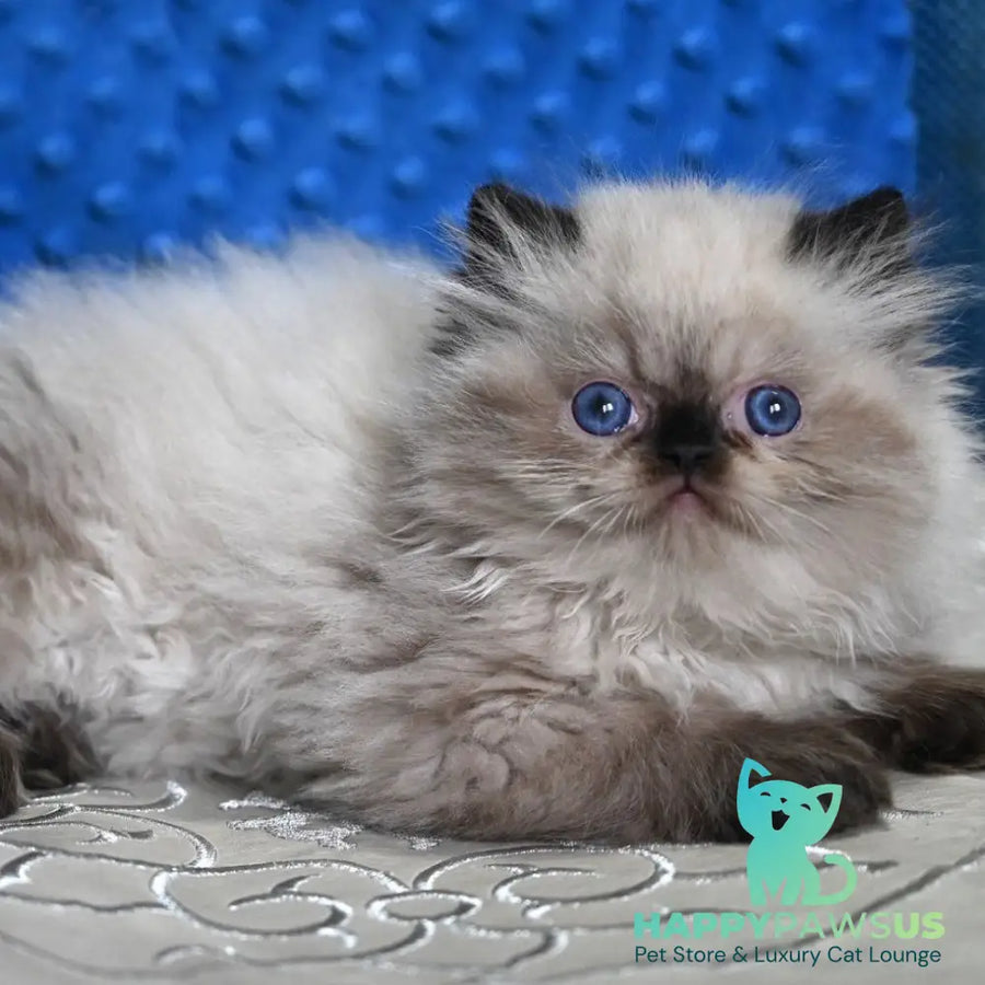 Brooklyn Persian male black pointed - live animals