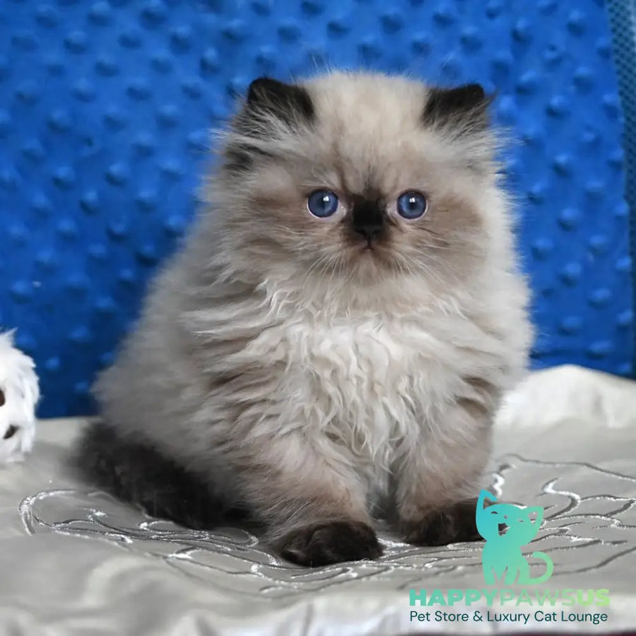 Brooklyn Persian male black pointed - live animals