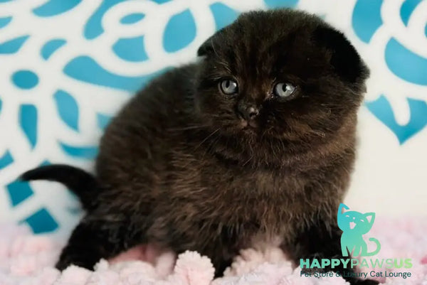 Brownie Scottish Fold male black - live animals