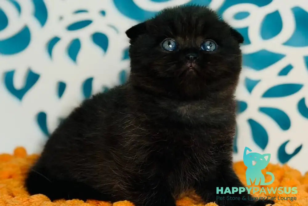 Brownie Scottish Fold male black - live animals