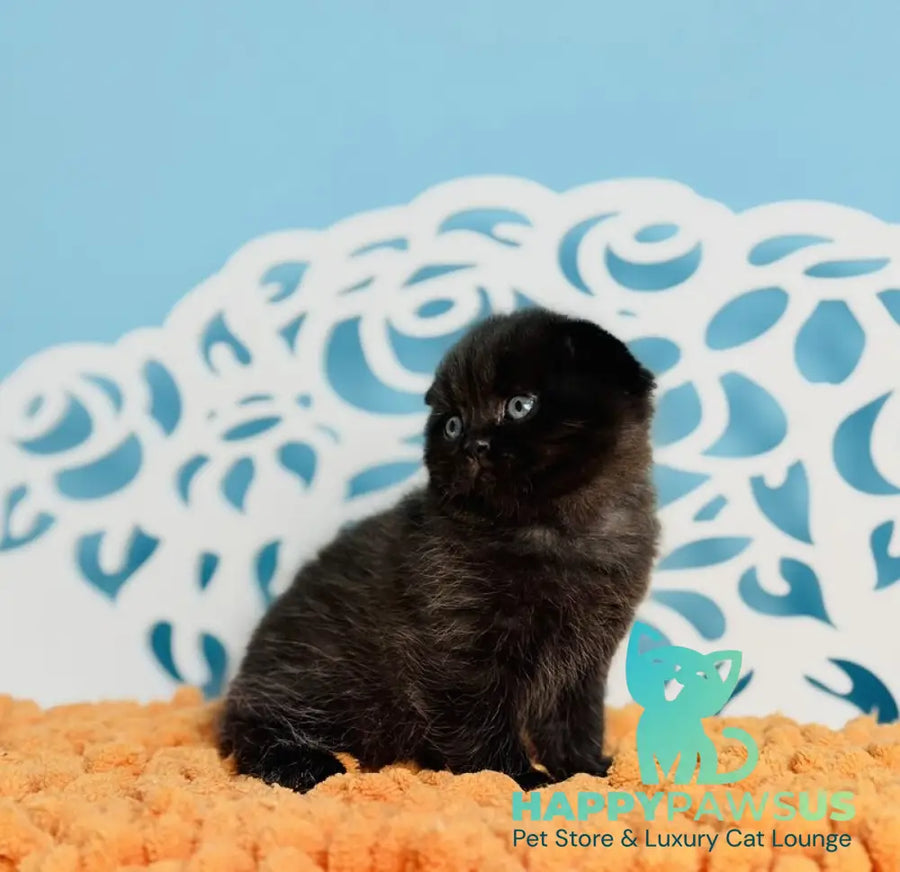 Brownie Scottish Fold male black - live animals
