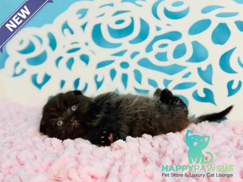 Brownie Scottish Fold male black - live animals