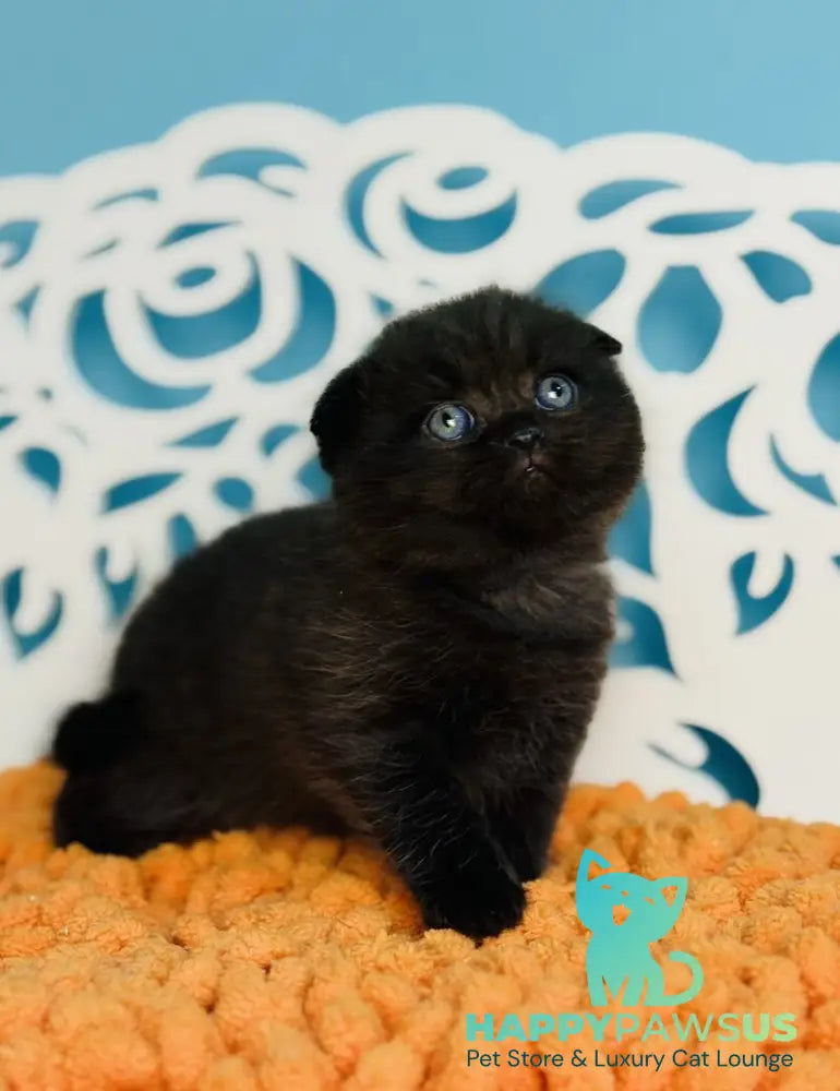 Brownie Scottish Fold male black - live animals