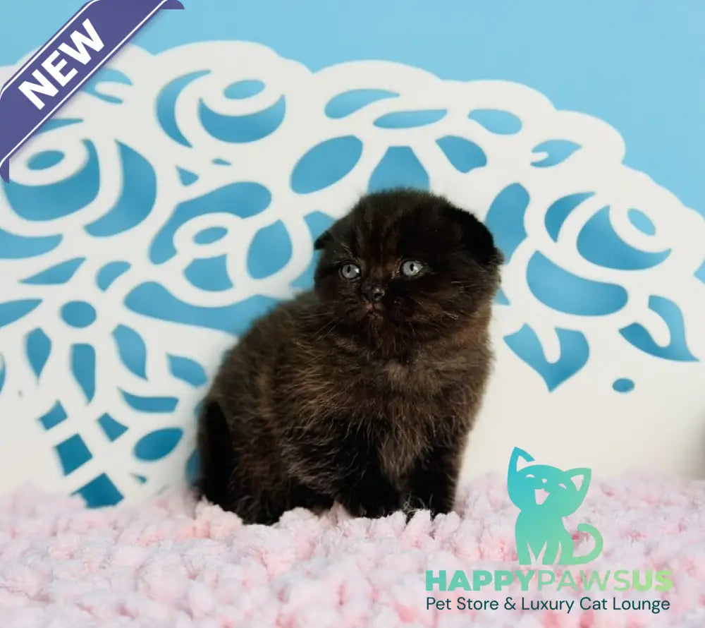 Brownie Scottish Fold male black - live animals