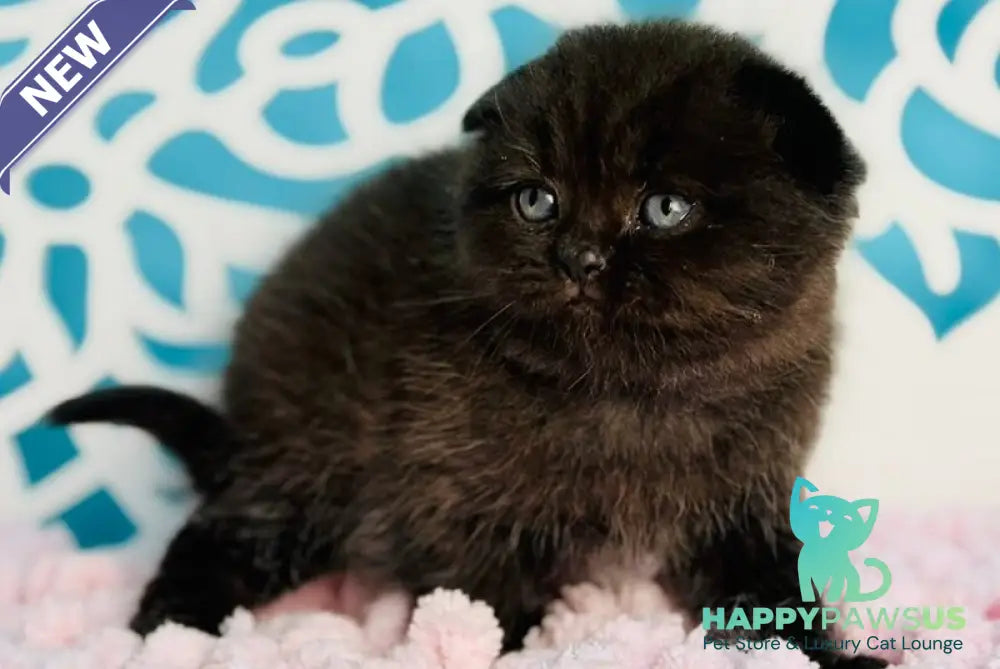 Brownie Scottish Fold male black - live animals