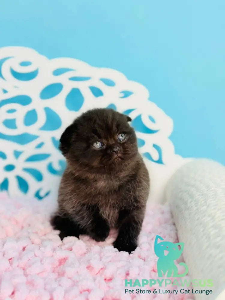 Brownie Scottish Fold male black - live animals