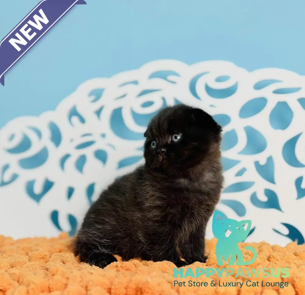 Brownie Scottish Fold male black - live animals