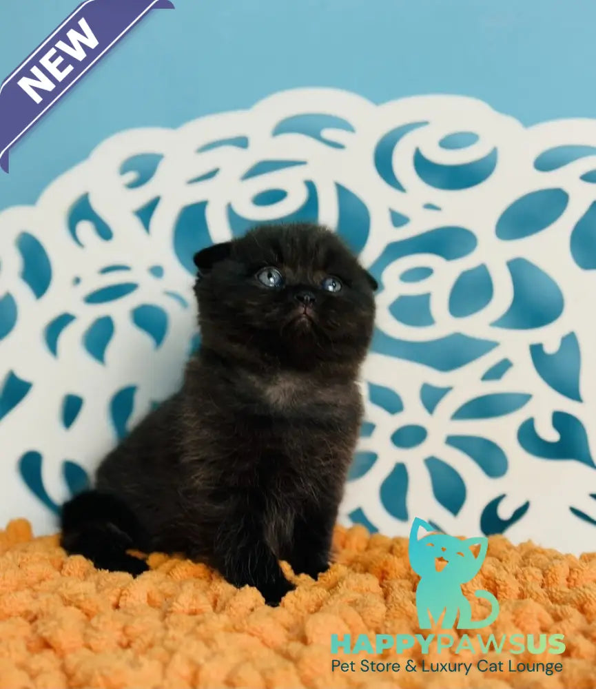 Brownie Scottish Fold male black - live animals