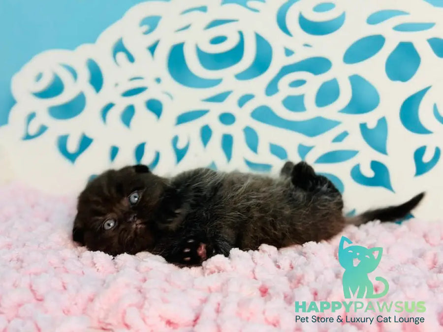 Brownie Scottish Fold male black - live animals