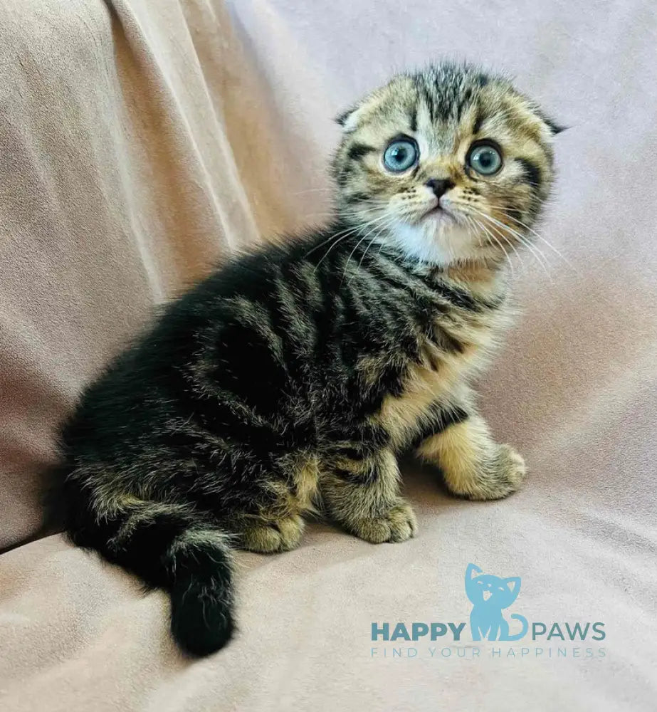 Brownie Scottish Fold male black tabby live animals