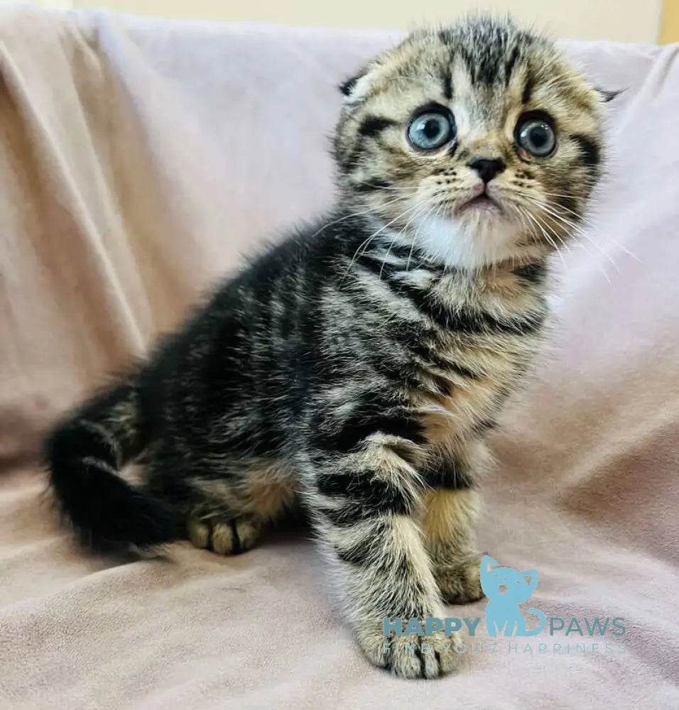 Brownie Scottish Fold male black tabby live animals