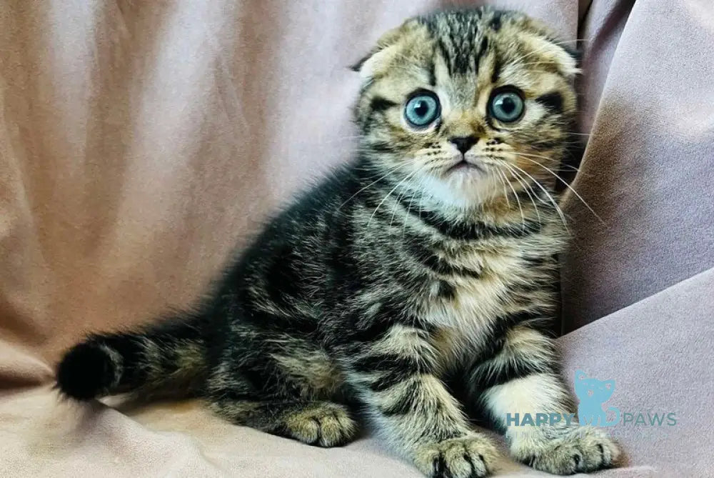 Brownie Scottish Fold male black tabby live animals