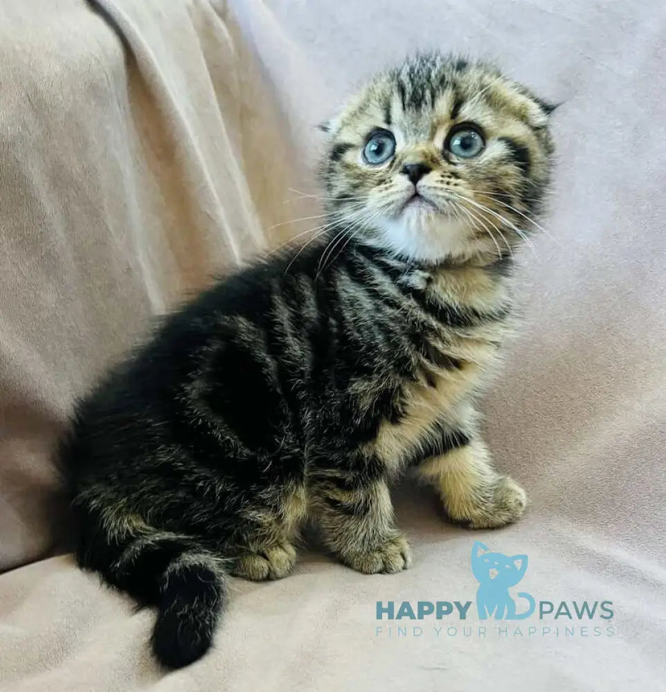 Brownie Scottish Fold male black tabby live animals