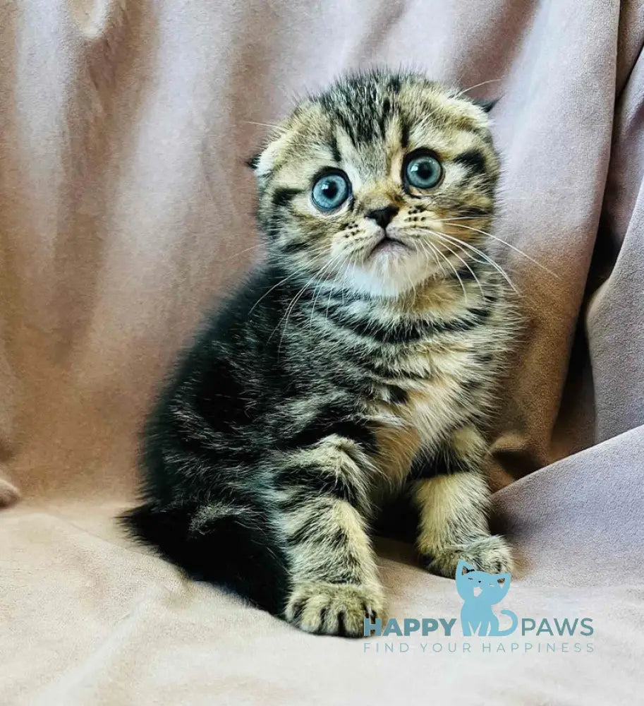 Brownie Scottish Fold male black tabby live animals