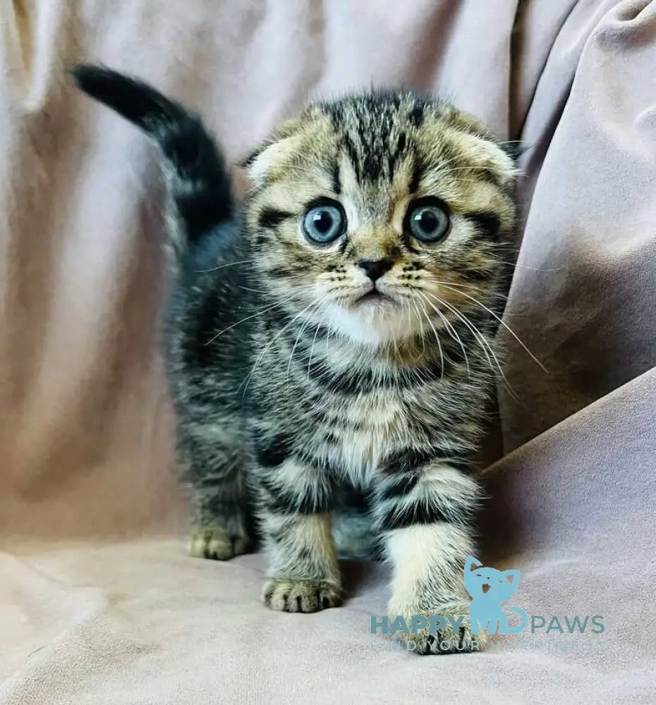 Brownie Scottish Fold male black tabby live animals