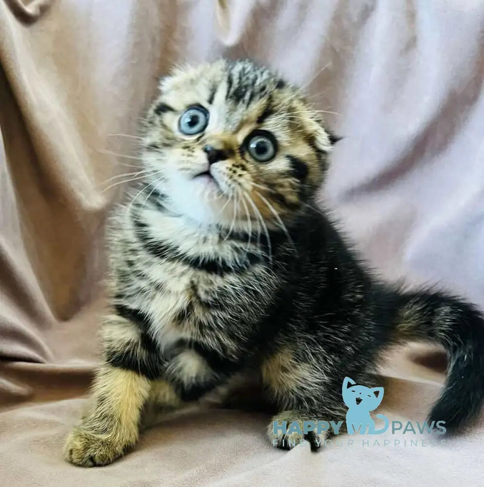 Brownie Scottish Fold male black tabby live animals