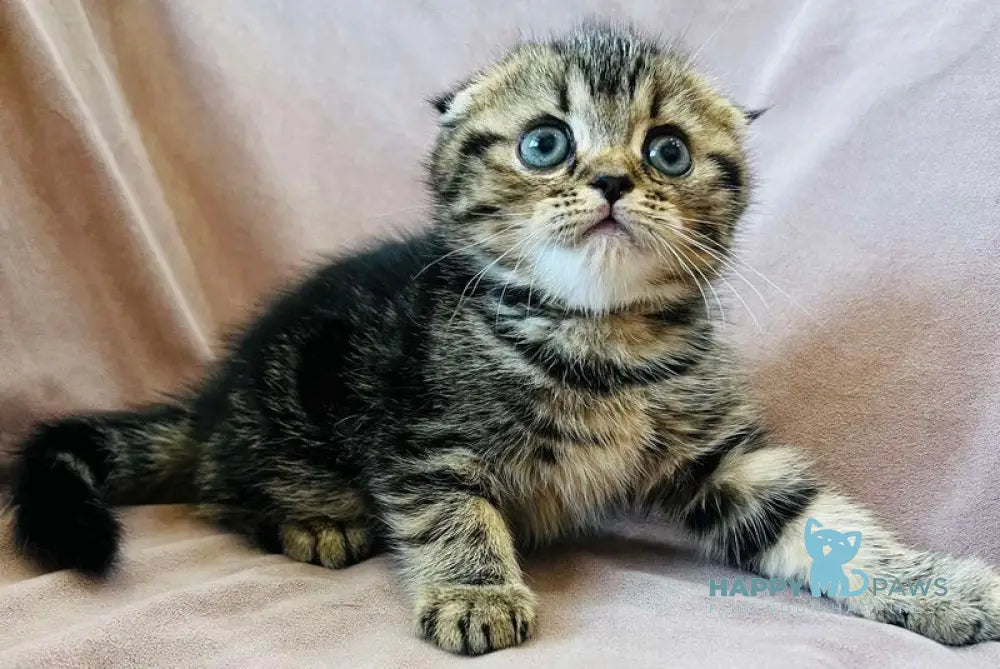 Brownie Scottish Fold male black tabby live animals