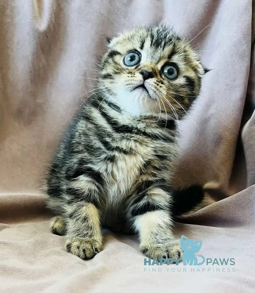 Brownie Scottish Fold male black tabby live animals