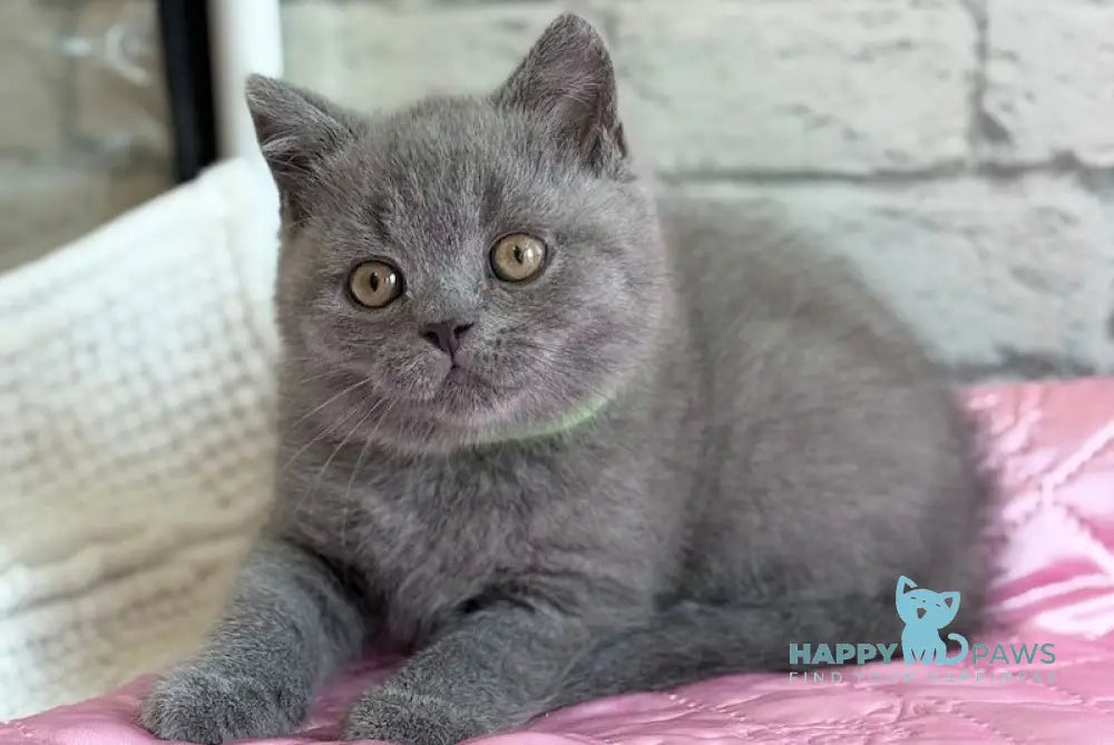 Bruce British Shorthair male blue live animals