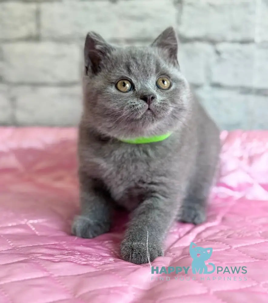 Bruce British Shorthair male blue live animals