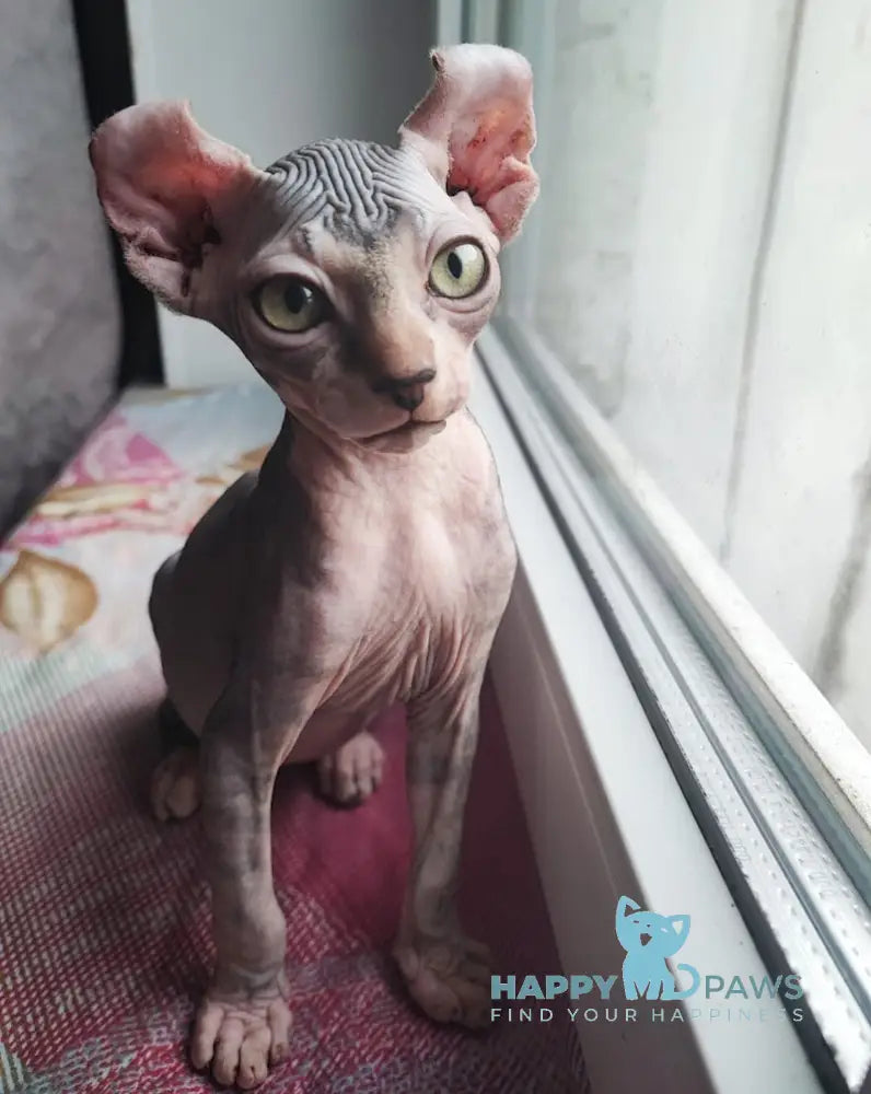 Bruce Elf male black tabby bicolour live animals